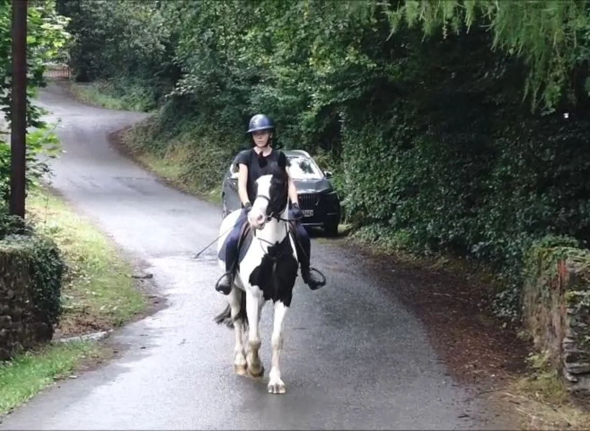 🌟 Lovely 4yo Cob 🌟 - Image 4