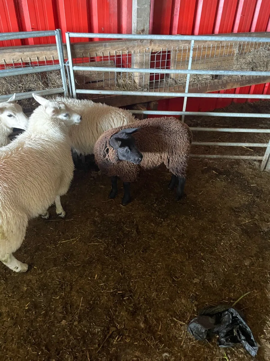 Texel Cross Ewe lambs ONLY 2 LEFT - Image 2