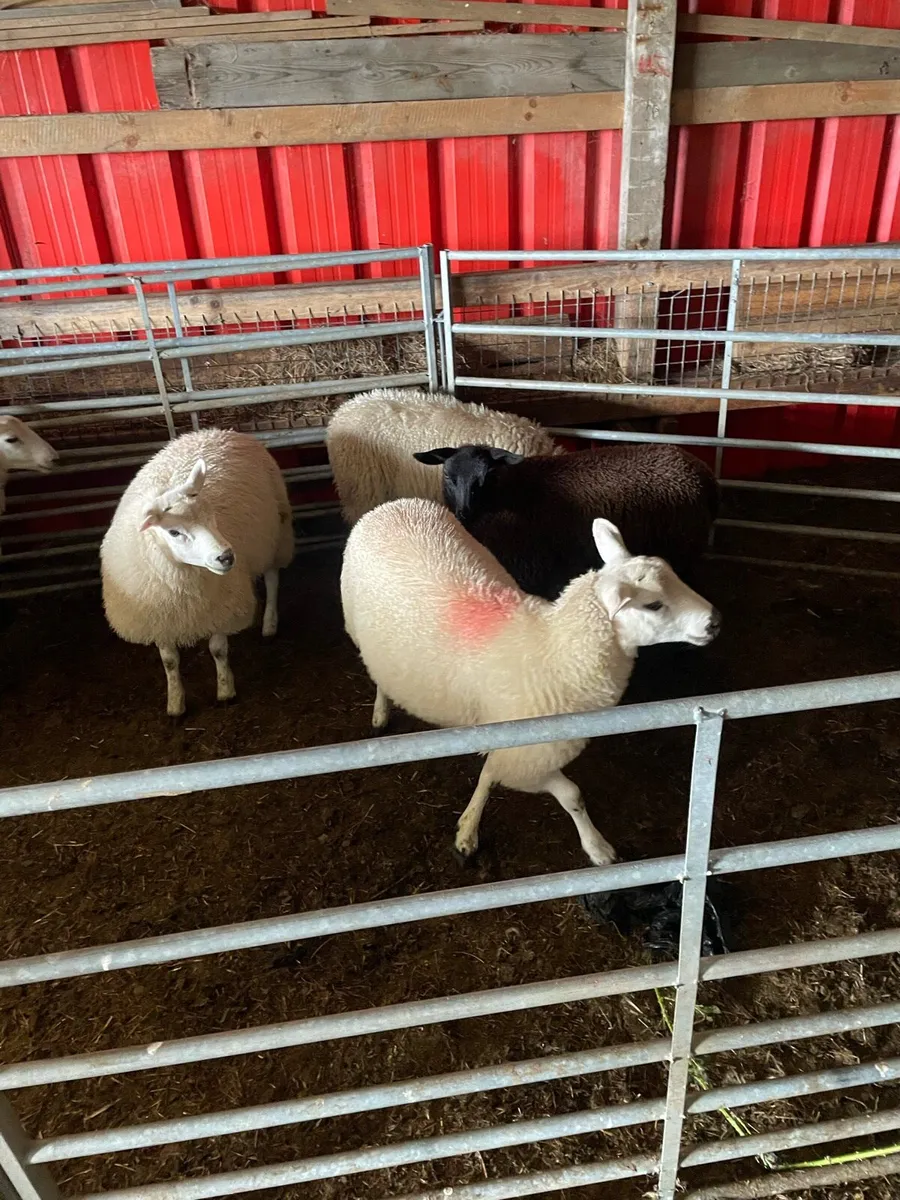 Texel Cross Ewe lambs ONLY 2 LEFT - Image 3