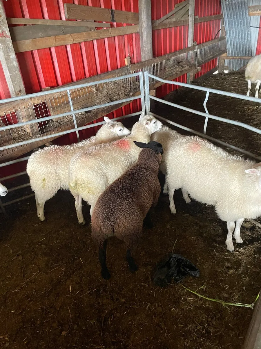Texel Cross Ewe lambs ONLY 2 LEFT - Image 4
