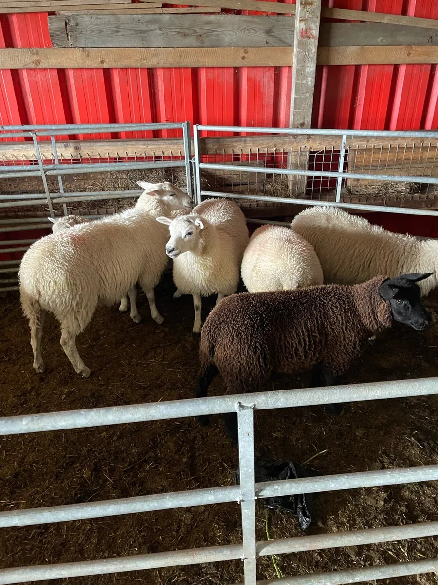 Texel Cross Ewe lambs ONLY 2 LEFT - Image 1