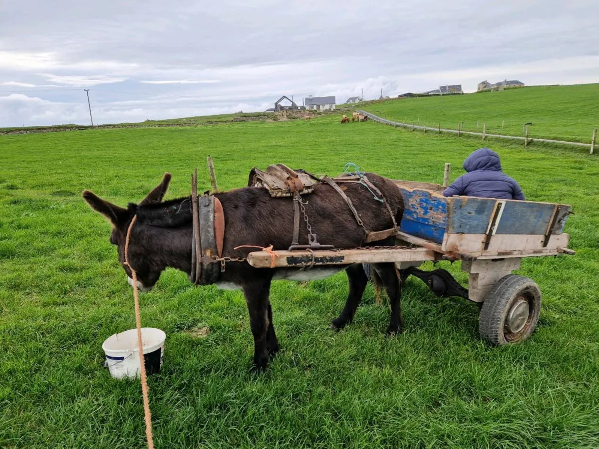 Donkey - Image 1