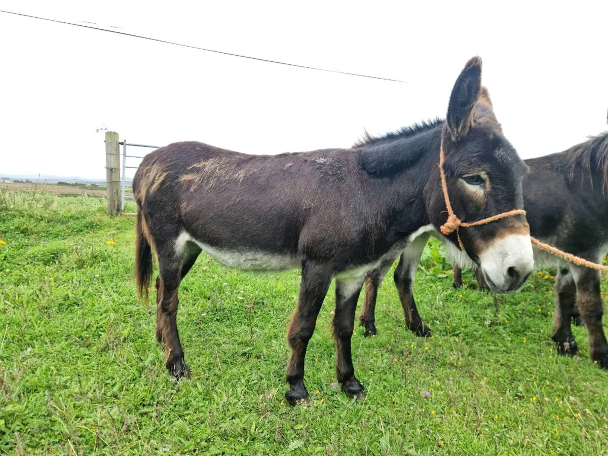 Donkey - Image 2