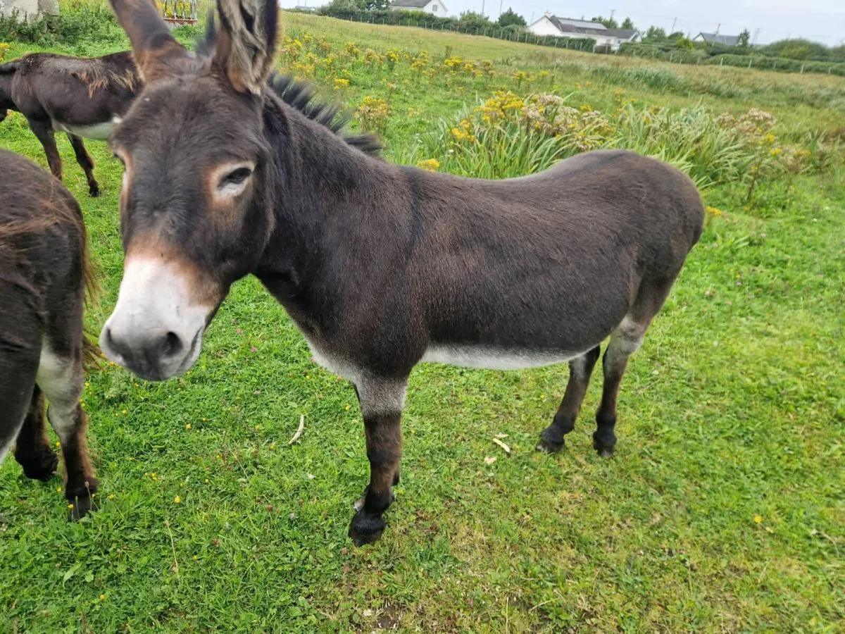 Donkey - Image 3
