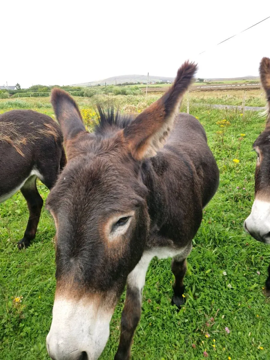 Donkey - Image 4