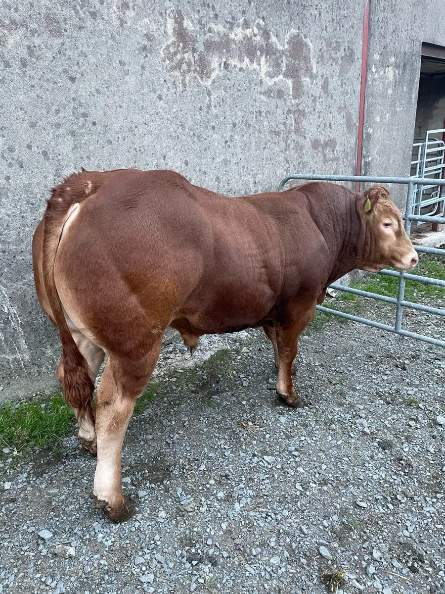 Pedigree registered Limousin Bull - Image 1