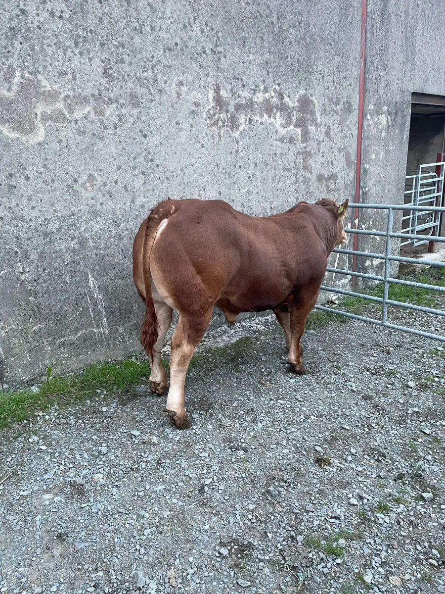 Pedigree registered Limousin Bull - Image 3