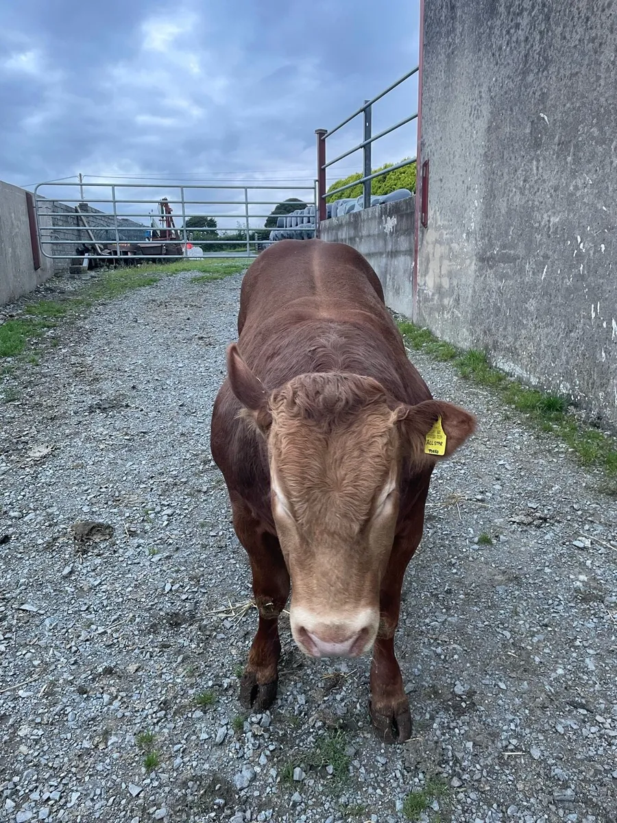 Pedigree registered Limousin Bull - Image 4