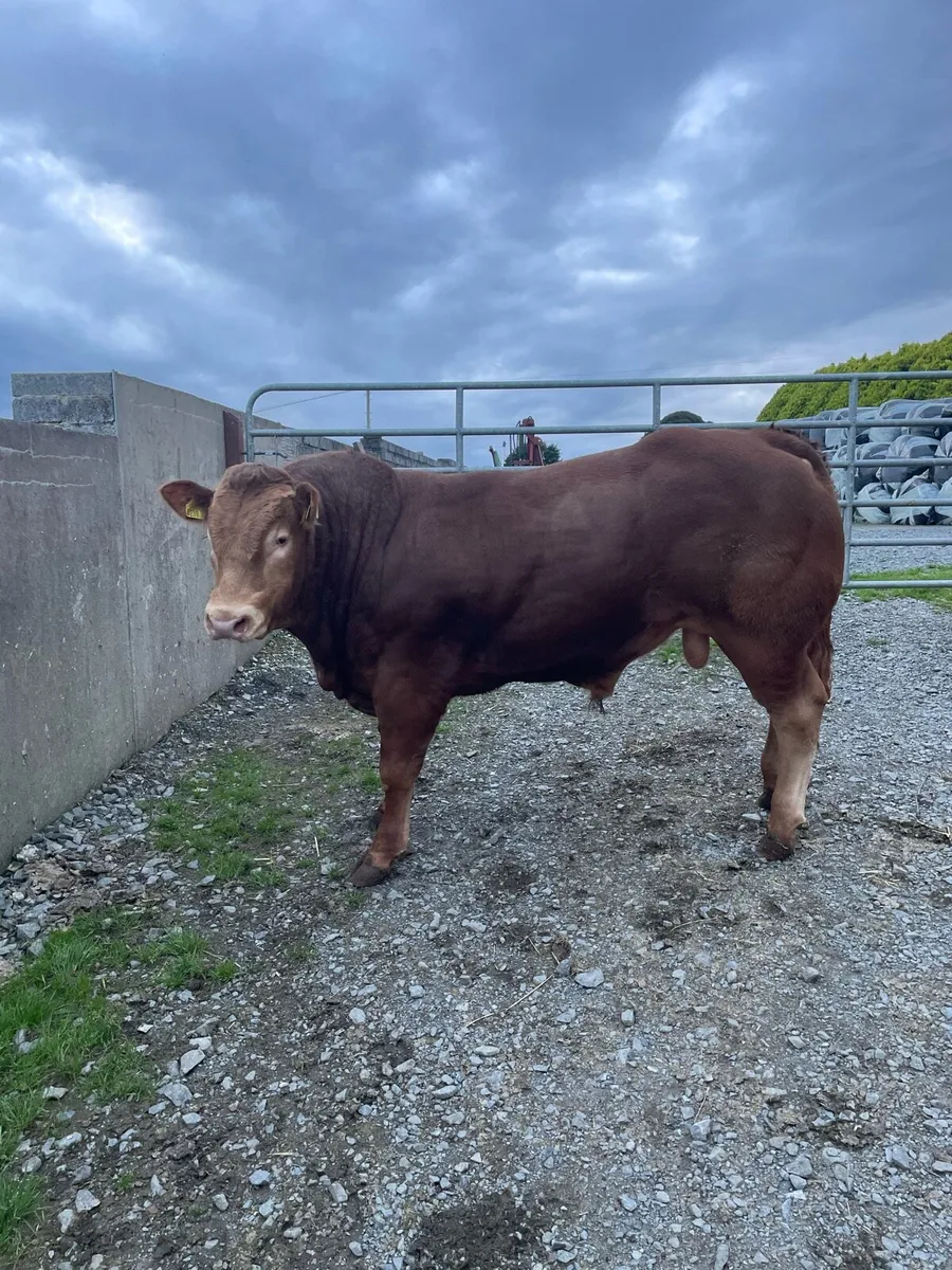 Pedigree registered Limousin Bull - Image 2