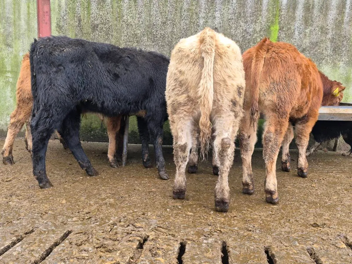 10 Super Heifer Weanlings - Image 1