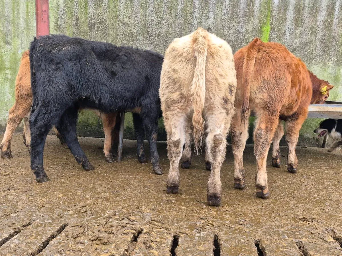 10 Super Heifer Weanlings - Image 2