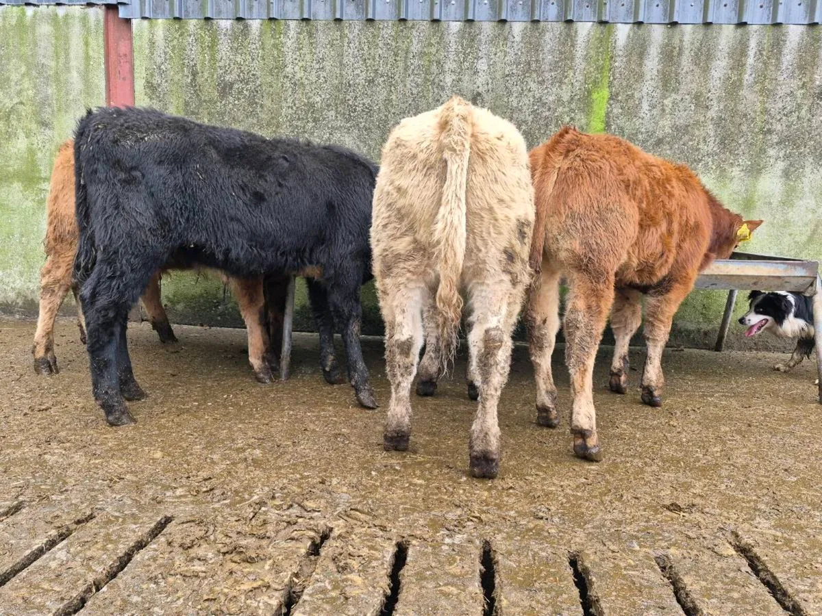 10 Super Heifer Weanlings - Image 4