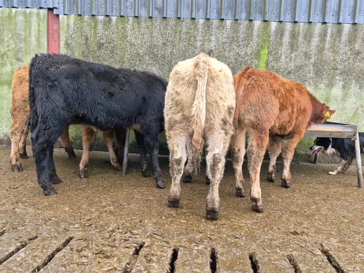 10 Super Heifer Weanlings - Image 3