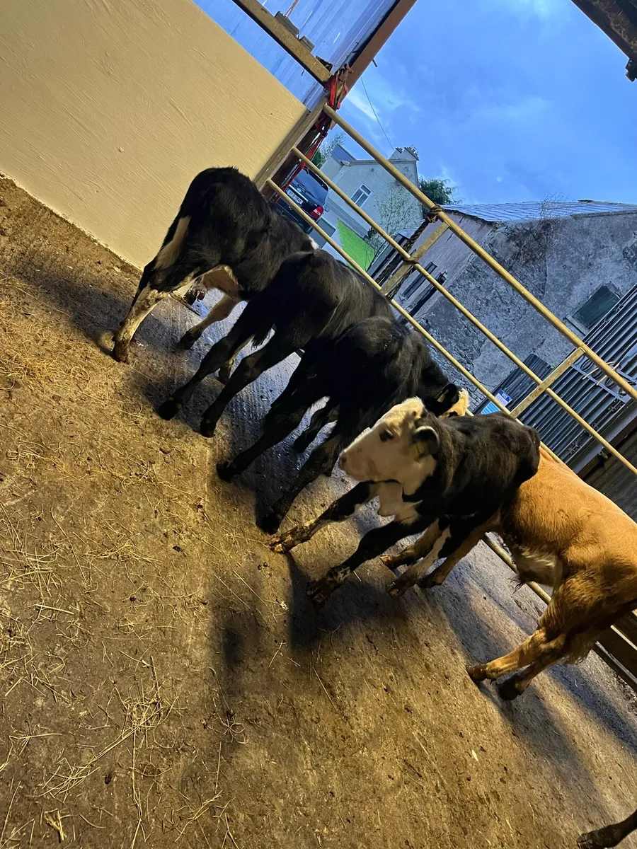 6 bulls runners - Image 4