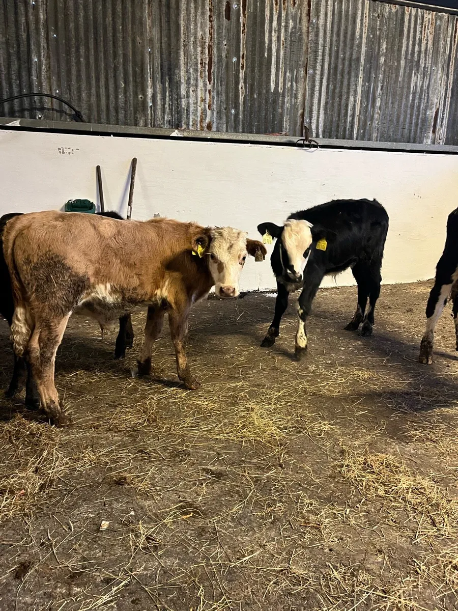6 bulls runners - Image 1