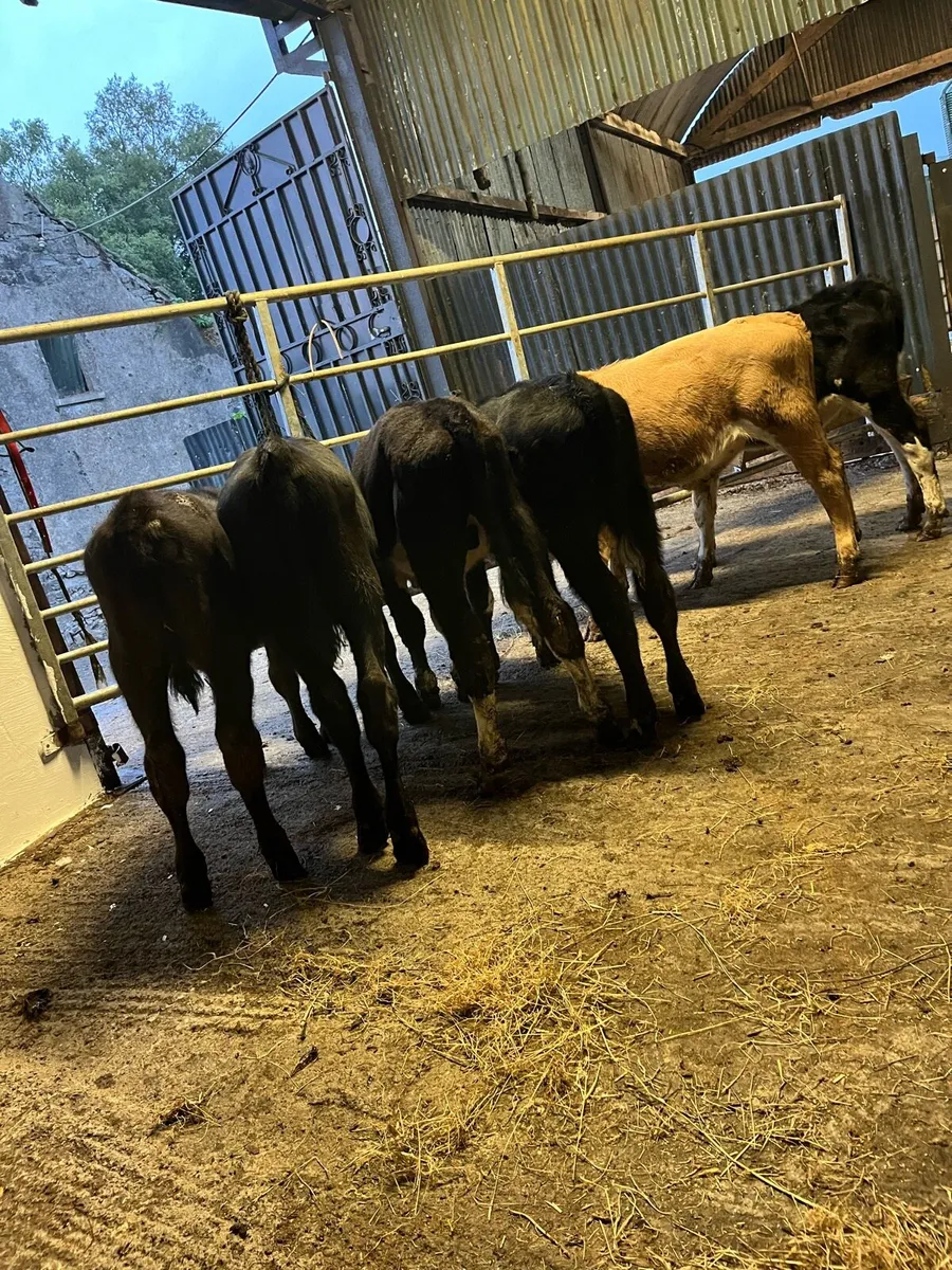 6 bulls runners - Image 2