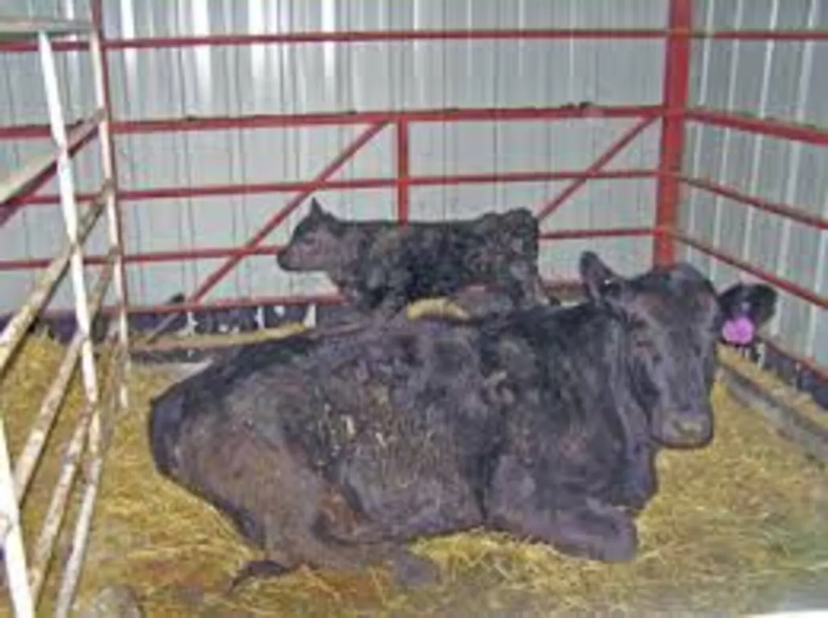 MOORE CALVING CAMERAS - 0892504083 - Image 3