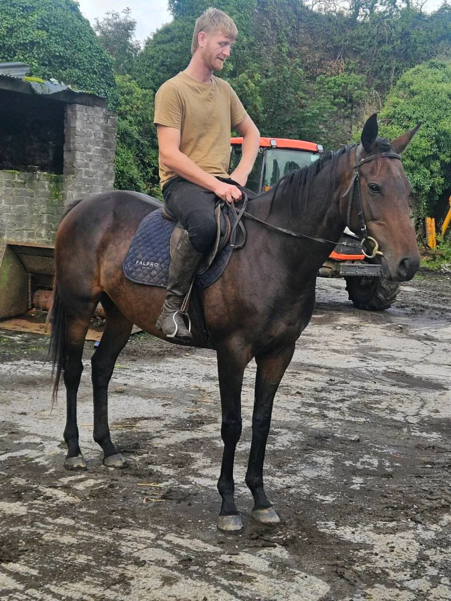 5 year old mare for sale - Image 1