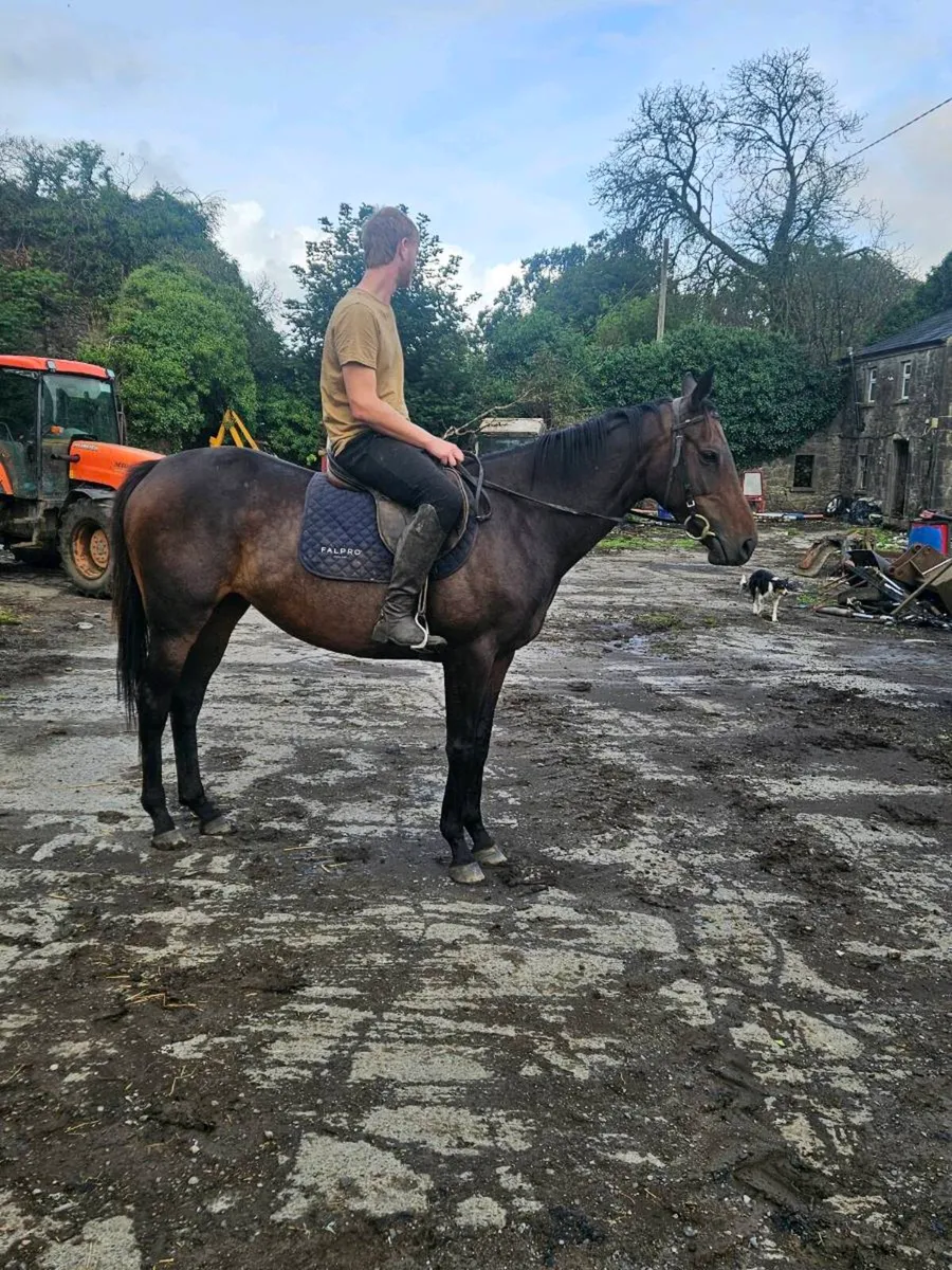 5 year old mare for sale - Image 2
