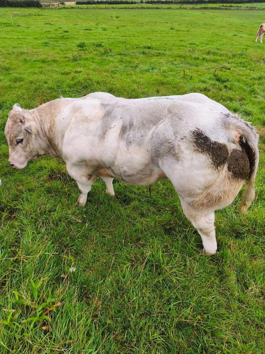 Livestock - Image 1
