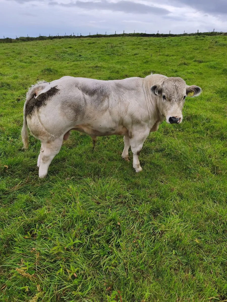 Livestock - Image 2