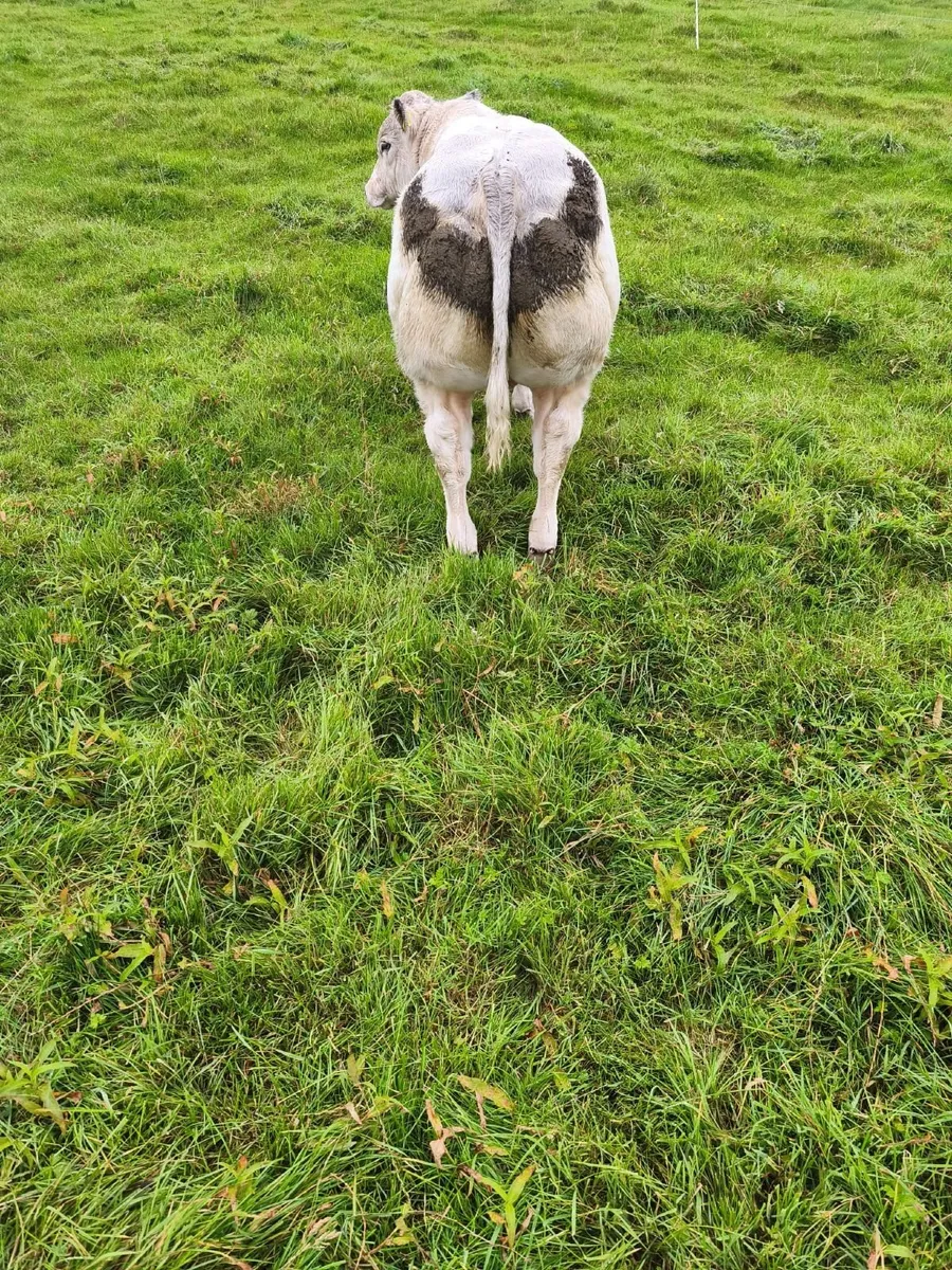 Livestock - Image 3