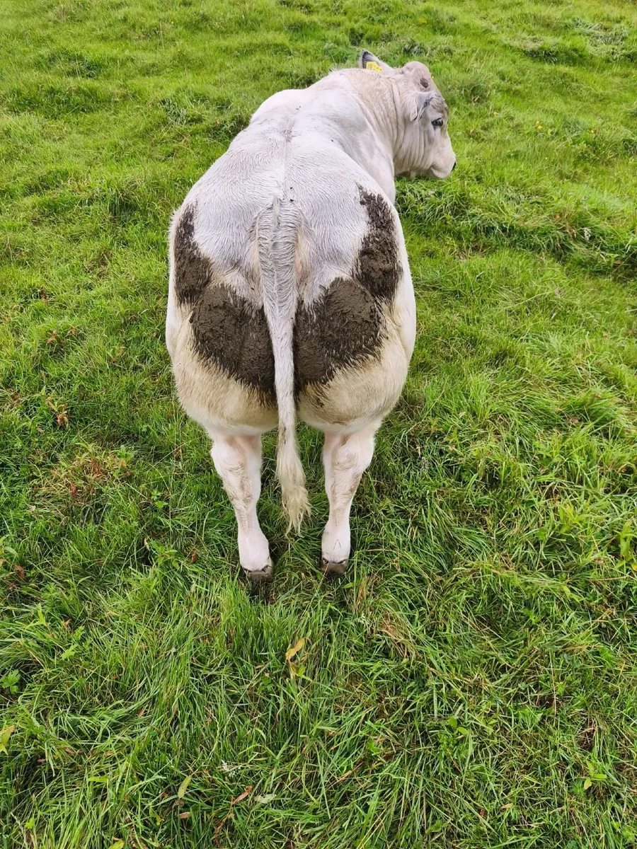 Livestock - Image 4