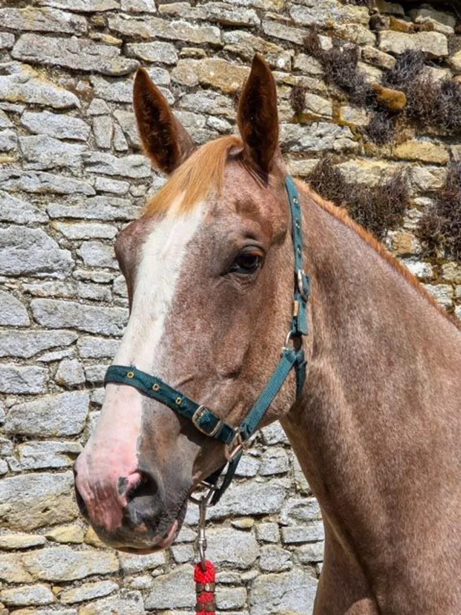 17hh Roan 5yo RID + Two 3yo RID Geldings - Image 3