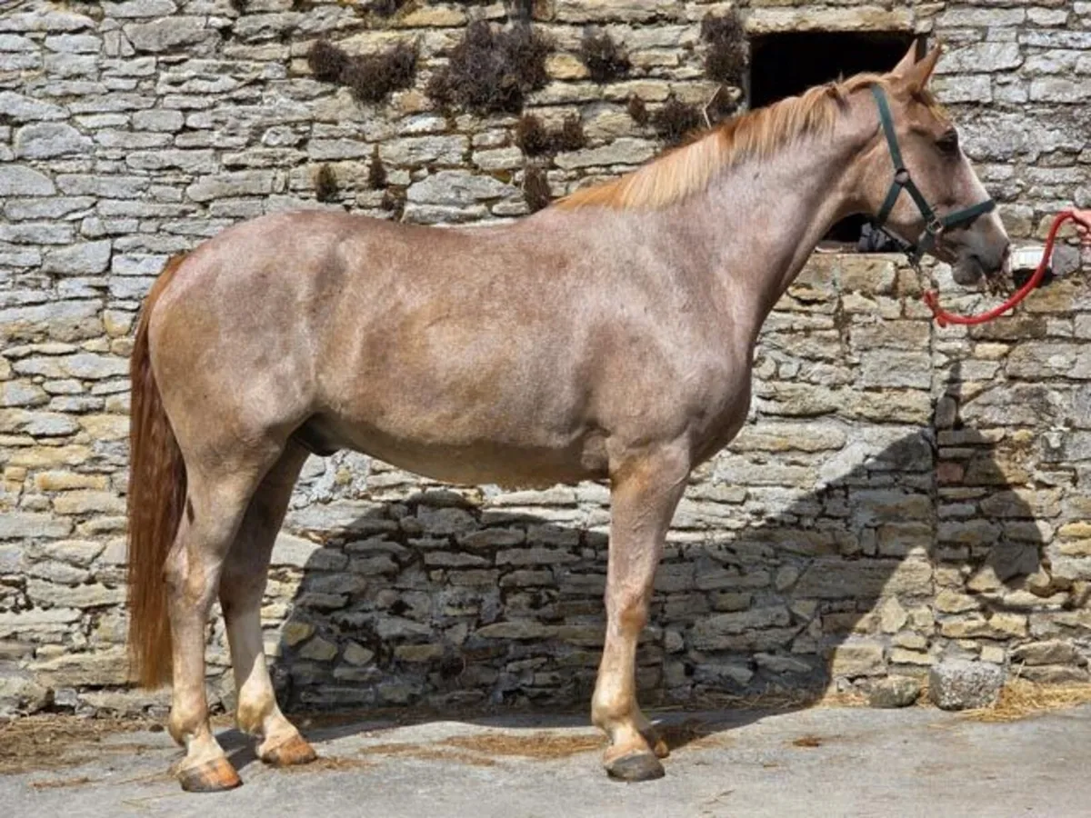 3yo + 5yo RID Gelding GORESBRIDGE 596 - Image 4