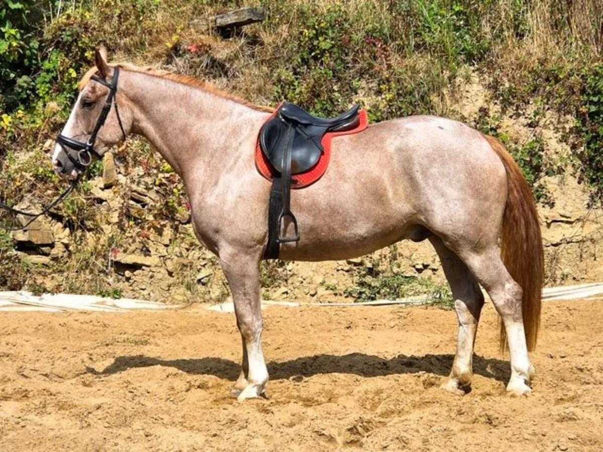 3yo + 5yo RID Gelding GORESBRIDGE 596 - Image 3