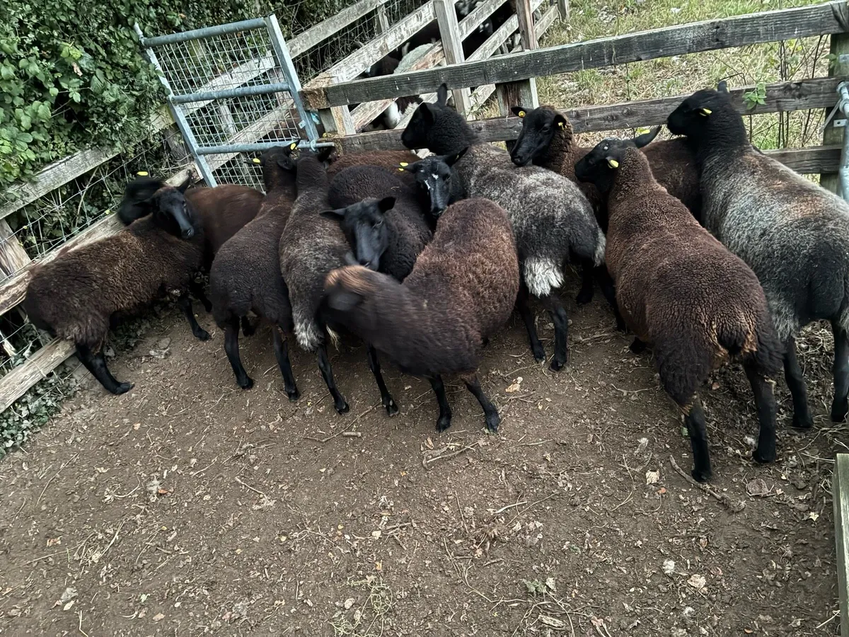 Ewe hoggets - Image 1