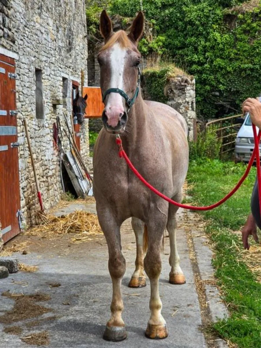 17hh Roan 5yo RID + Two 3yo RID Geldings - Image 4