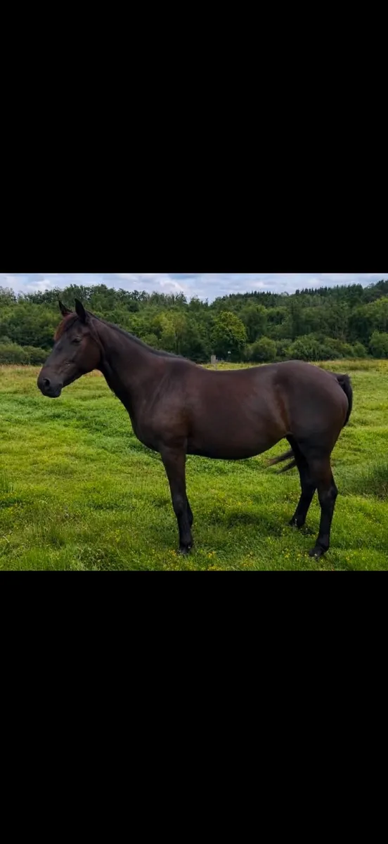 2 brood mares in foal - Image 2
