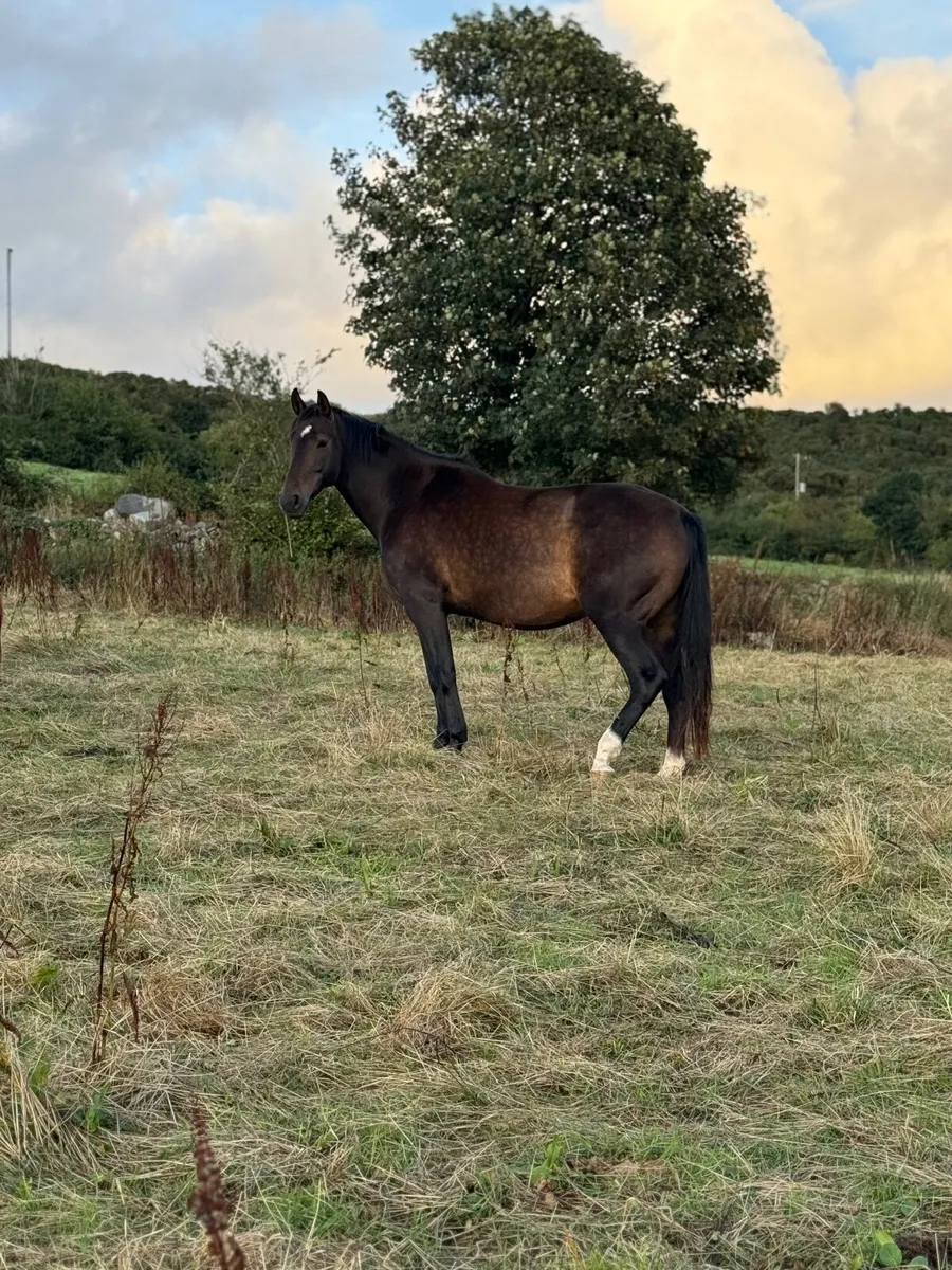 2 brood mares in foal - Image 1