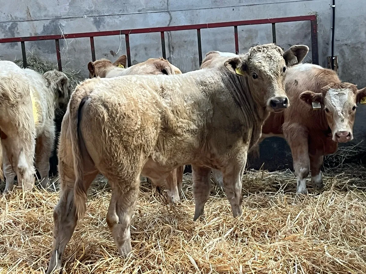 10 300Kg Super Charolais Bull Weanlings - Image 2