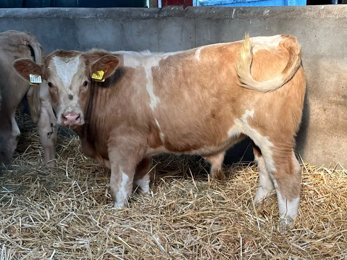 10 300Kg Super Charolais Bull Weanlings - Image 3