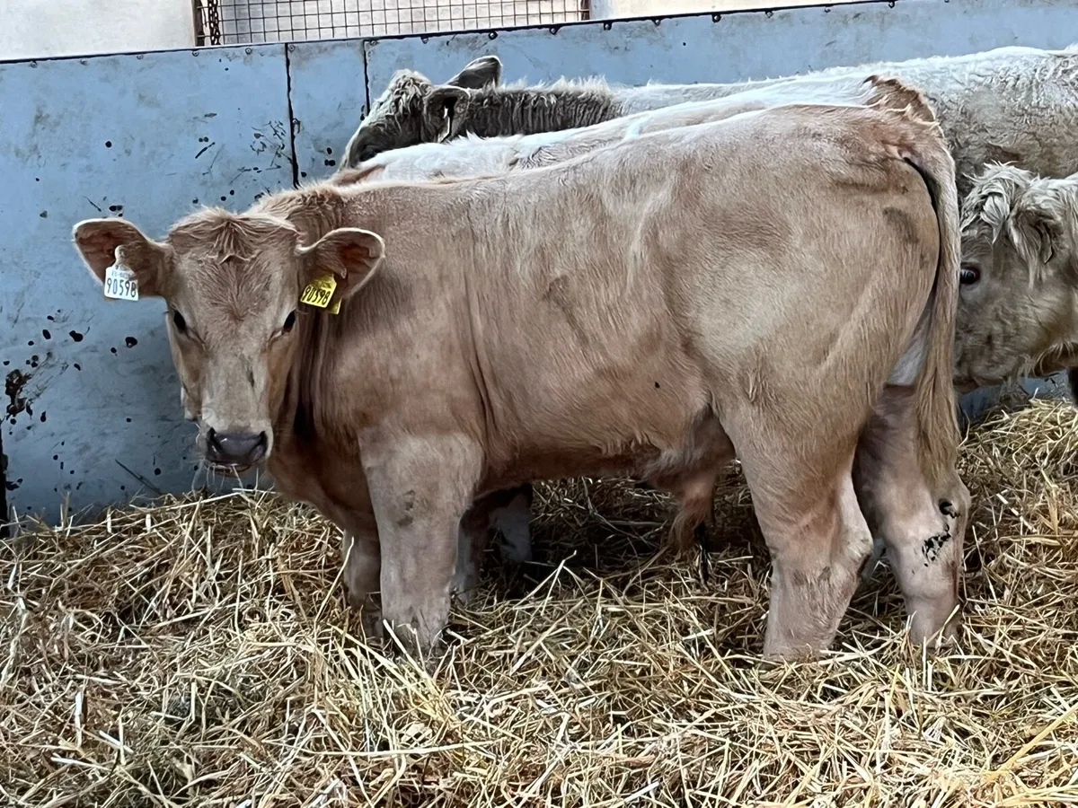 10 300Kg Super Charolais Bull Weanlings - Image 4