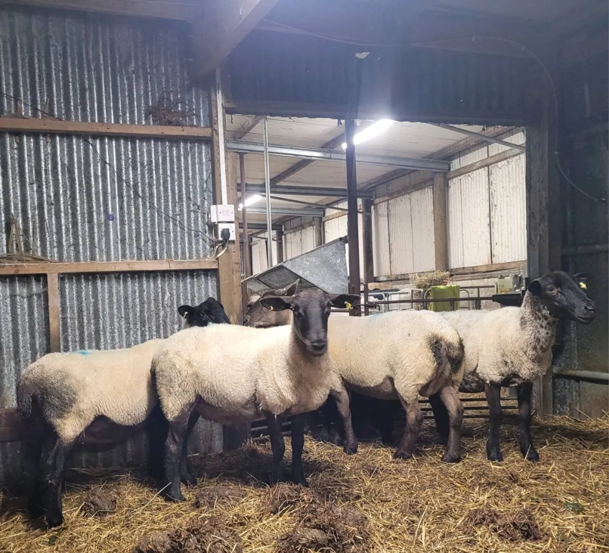 Suffolk Cross Ewes - Image 2