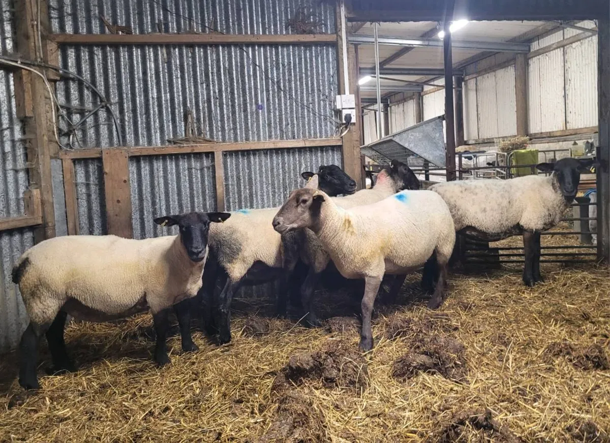 Suffolk Cross Ewes - Image 1