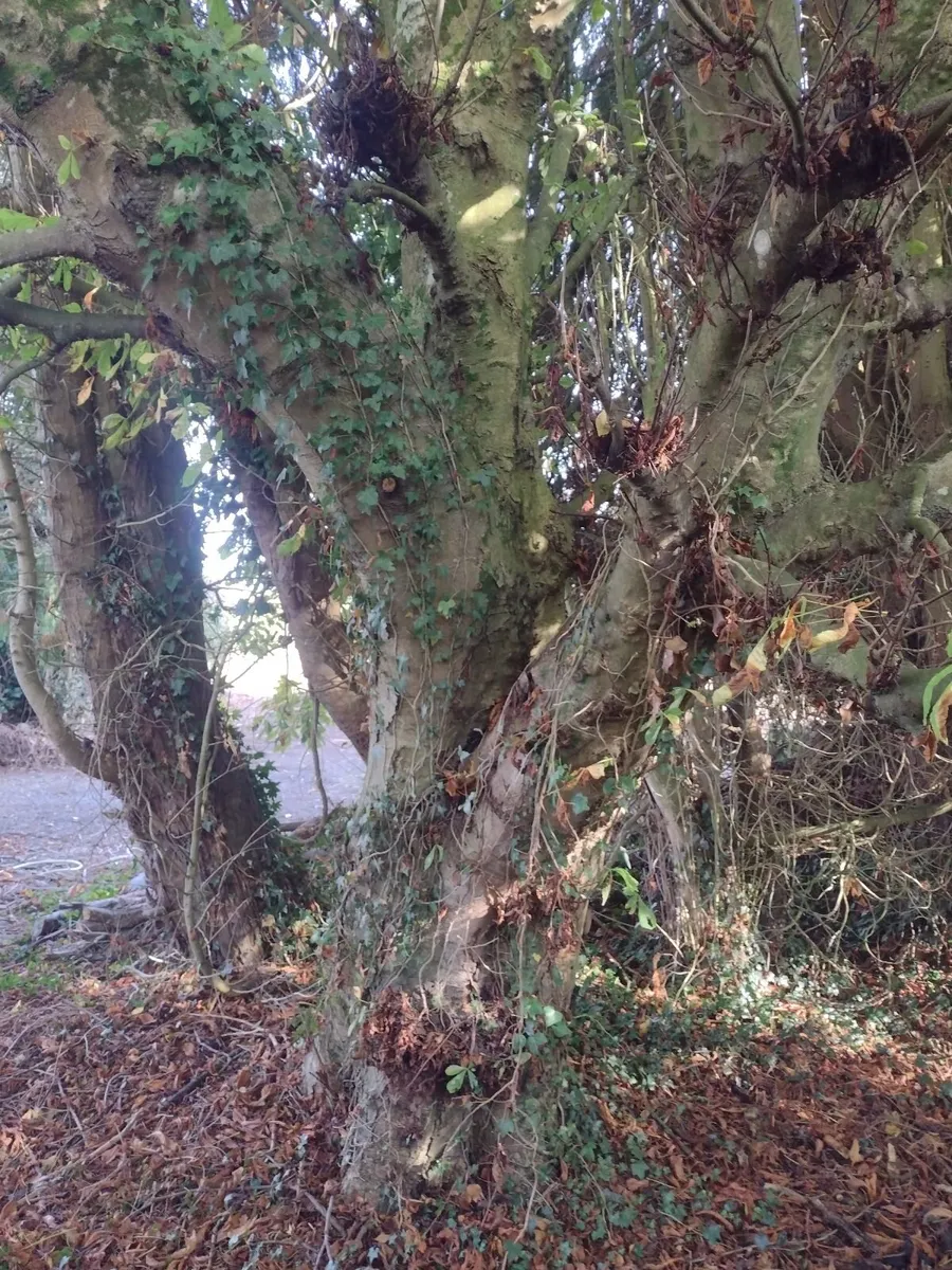 30 standing trees for sale for firewood-€1000 - Image 2