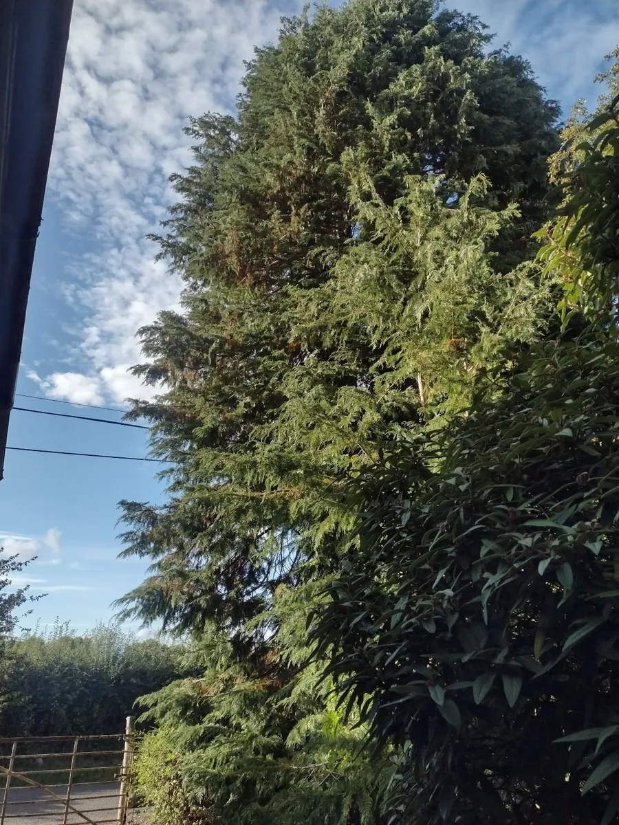 30 standing trees for sale for firewood-€1000 - Image 3