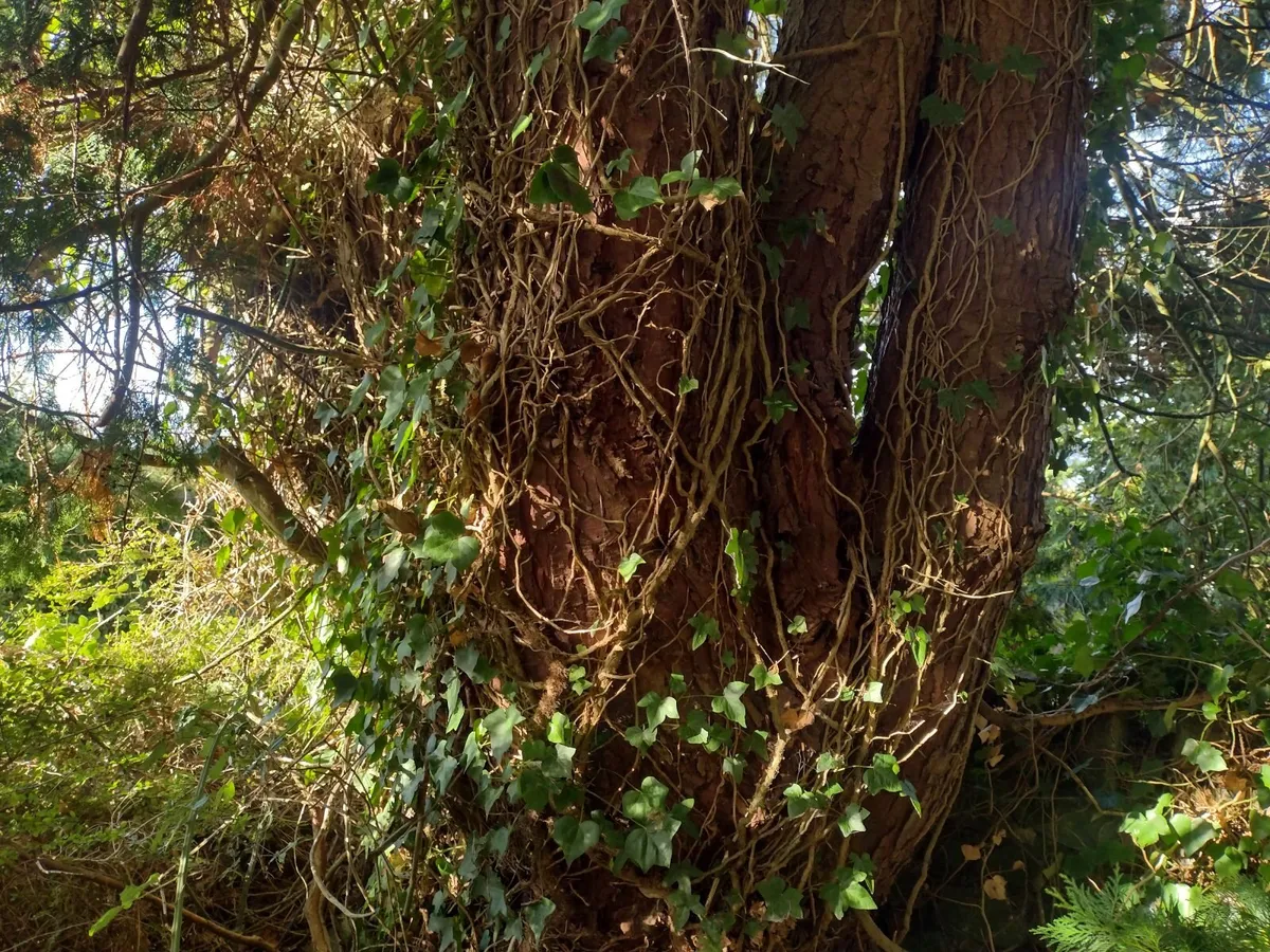 30 standing trees for sale for firewood-€1000 - Image 4
