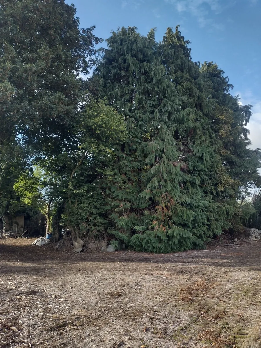 30 standing trees for sale for firewood-€1000 - Image 1
