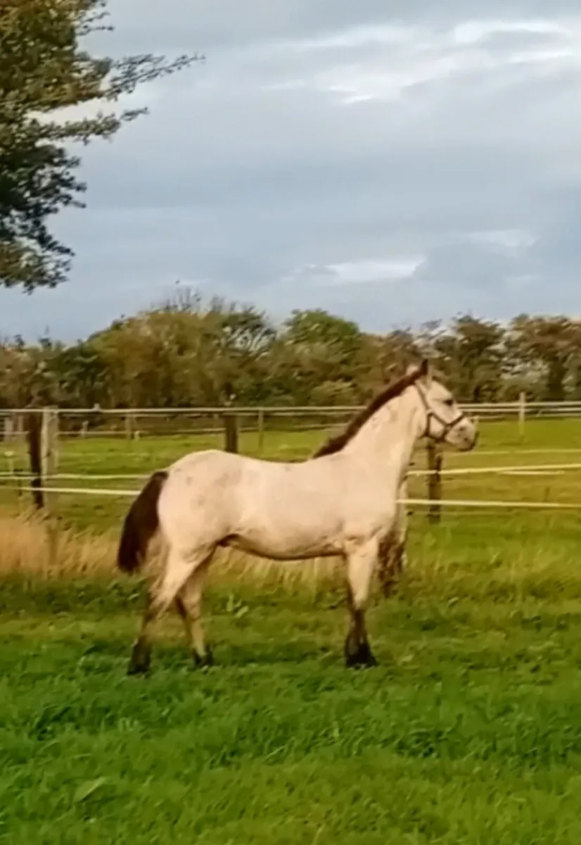 Connemara Colt Foal - Image 1