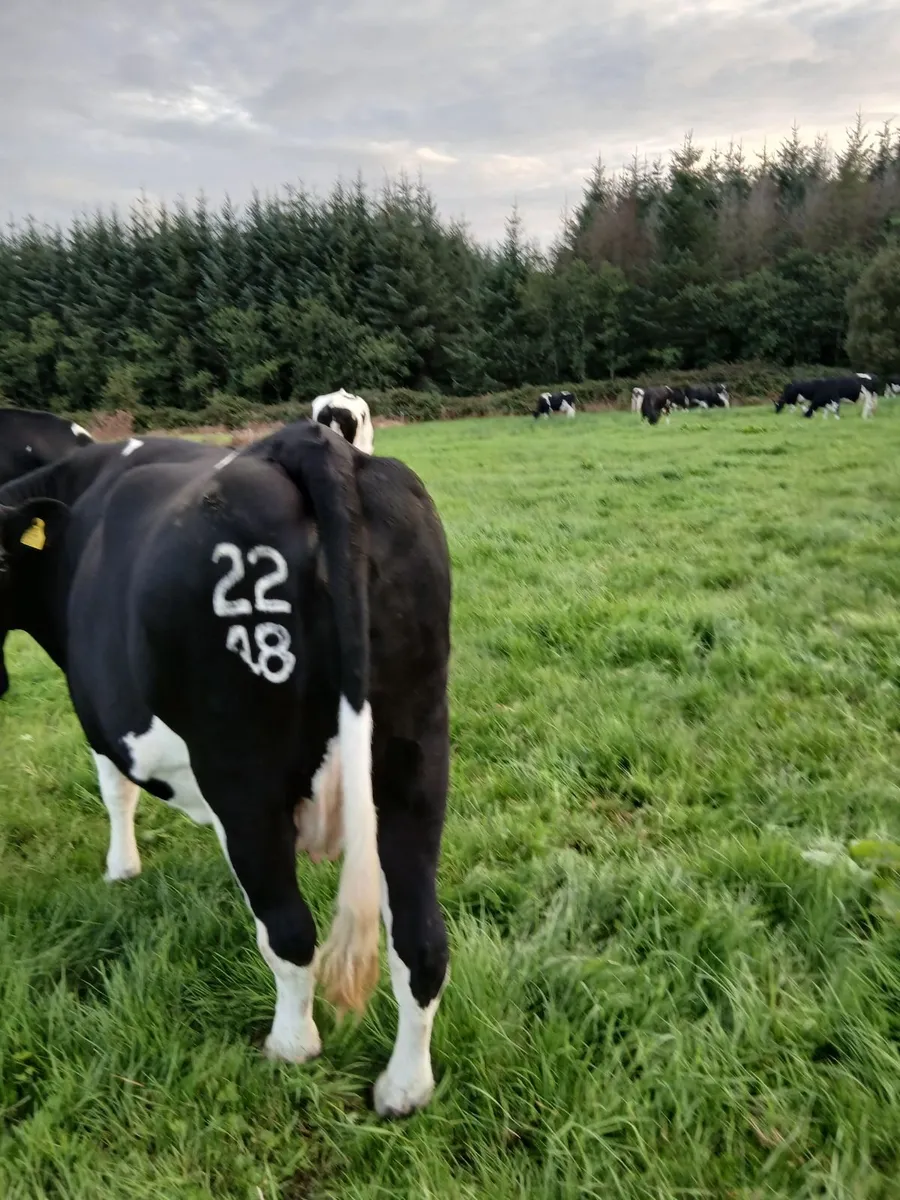 Fat Dry Cows - Image 1