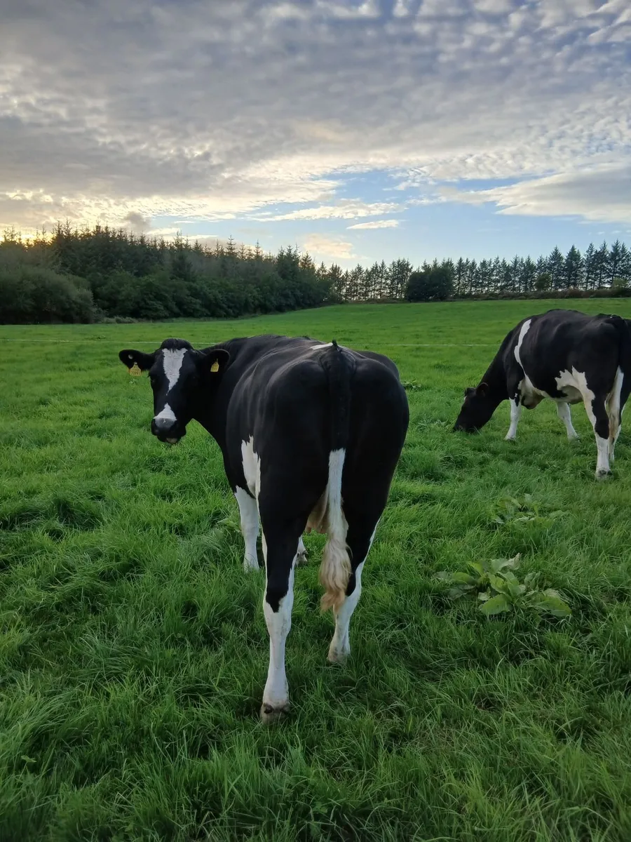 Fat Dry Cows - Image 2