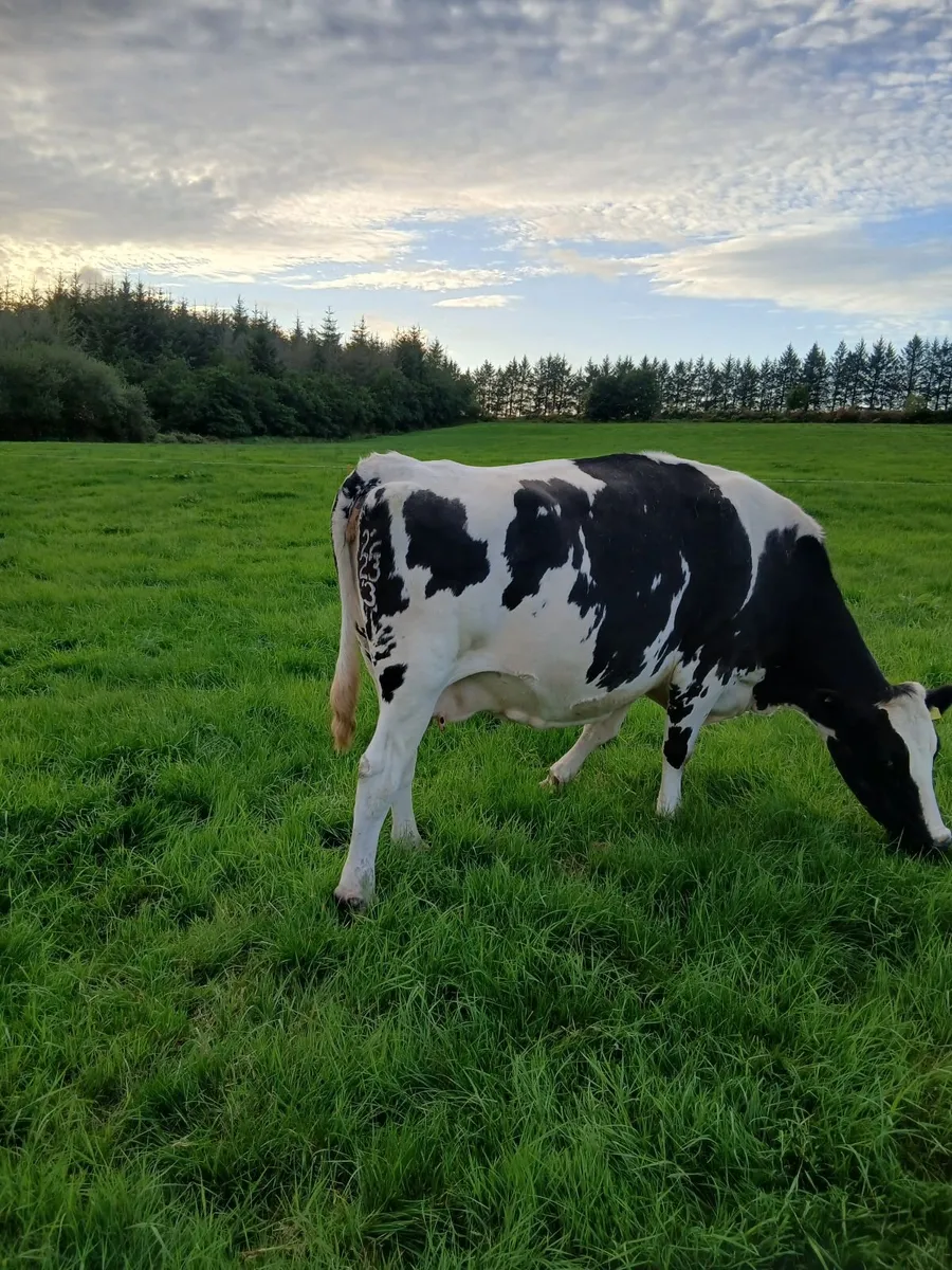 Fat Dry Cows - Image 3