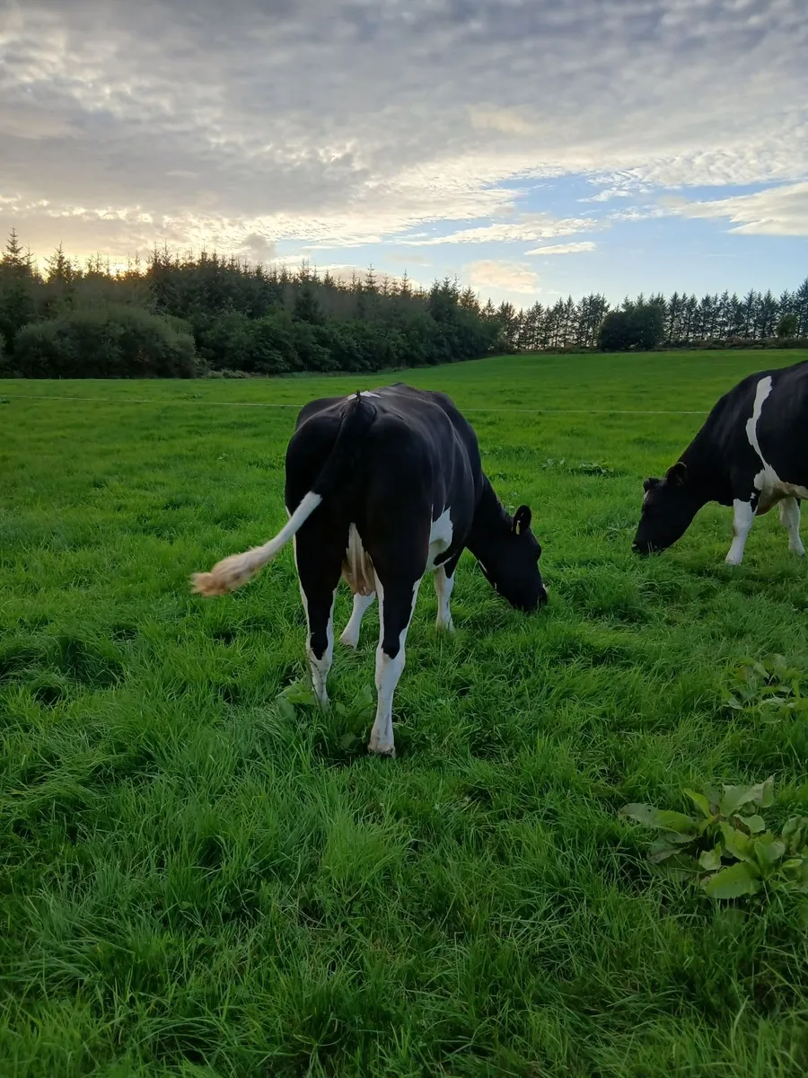 Fat Dry Cows - Image 4