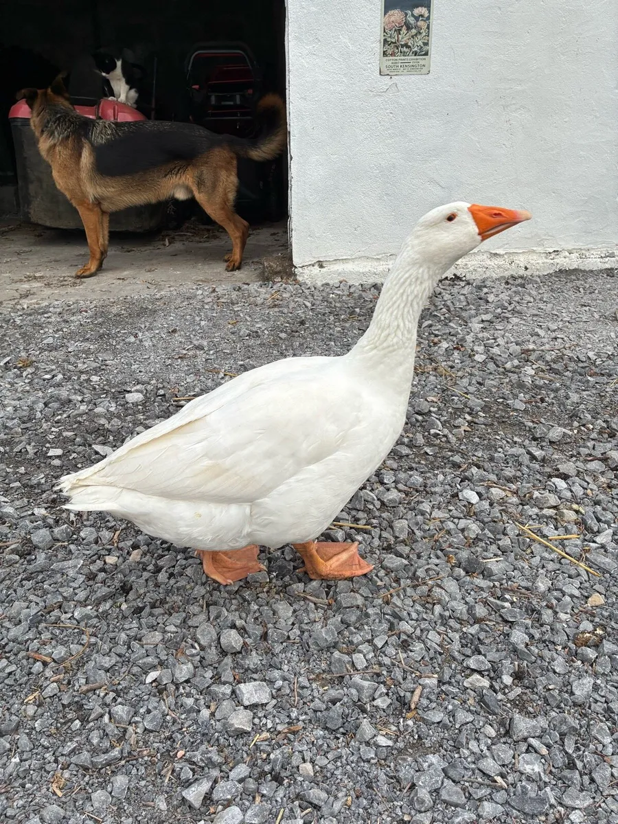 Embden goose - Image 1