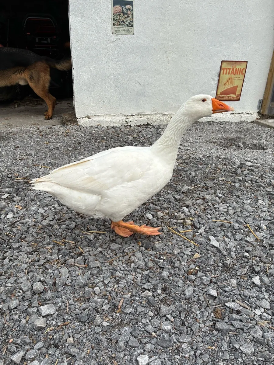 Embden goose - Image 2